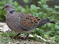Turtle Dove compressed (cropped).jpg
