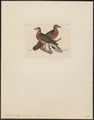 Turtur bitorquata - 1820-1860 - Print - Iconographia Zoologica - Special Collections University of Amsterdam - UBA01 IZ15600415.tif