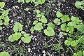 Tussilago farfara leaves