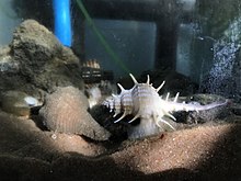 Two neogastropods in the picture. Brunneifusus ternatanus (left) Murex trapa (right) in captivity. Two neogastropods Brunneifusus ternatanus (left) Murex trapa (right).jpeg