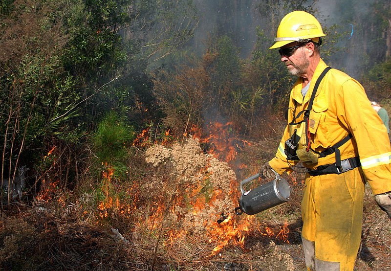 File:US Navy 090115-N-0486G-011 Forest technician Mike Hodge uses a drip torch to set a controlled fire at Naval Submarine Base Kings Bay.jpg