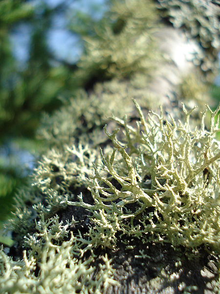 File:Unidentified Lichen - Thunder Bay 01.jpg