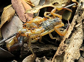 Beschrijving van de afbeelding Uroplectes vittatus.jpg.