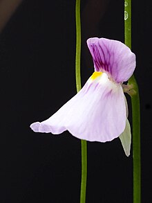 Utricularia blanchetii (35086258935).jpg