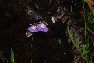 <i>Utricularia unifolia</i> Species of plant