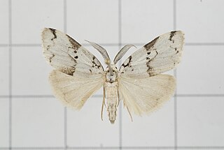 <i>Eugoa sinuata</i> species of insect