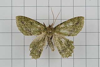 <i>Herochroma viridaria</i> Species of moth