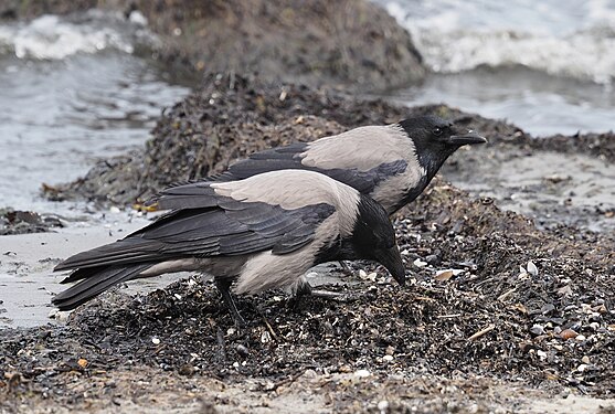 Two hooded crows search for insects among the seaweed washed up on the Baltic Sea beach, Germany