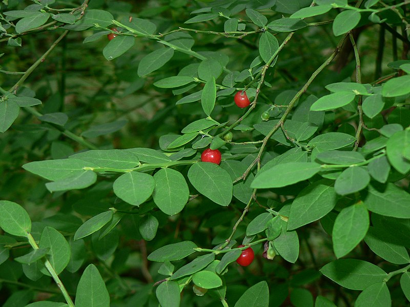 File:Vaccinium parvifolium 14911.JPG