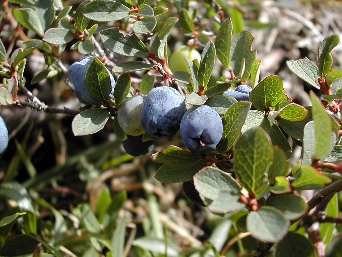 Vaccinium