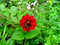 ValleyOf Flowers RedFlowerwithBee.jpg