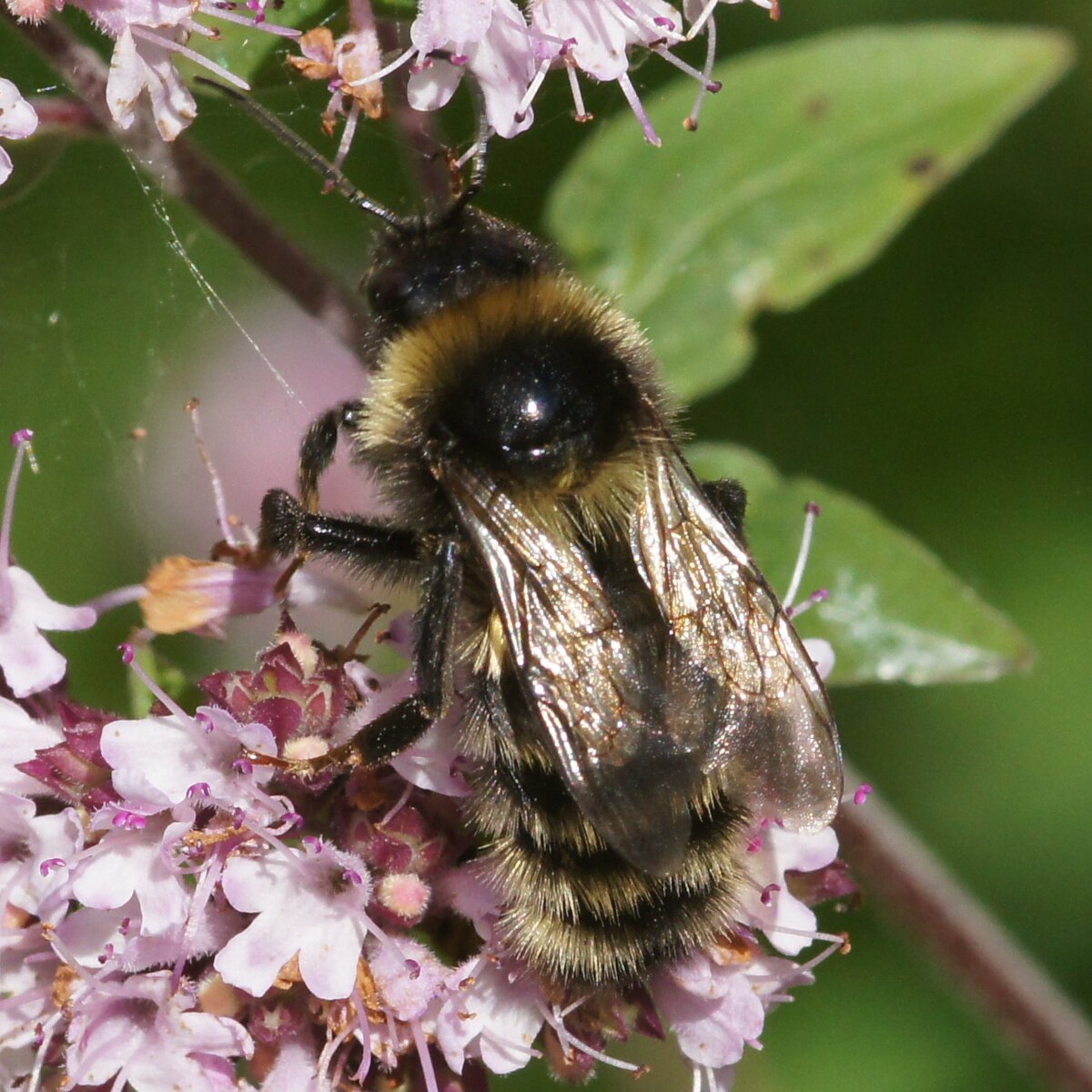 Bombus Sylvarum