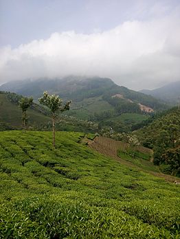 Vattavada, Munnar.jpg