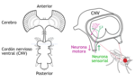 Miniatura para Cordón nervioso ventral