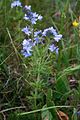 Jacquins Ehrenpreis (Veronica austriaca subsp. jacquinii)