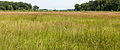 Verruigd vrij nat biotoop. Locatie, Stuttebosch in de lendevallei. Provincie Friesland.