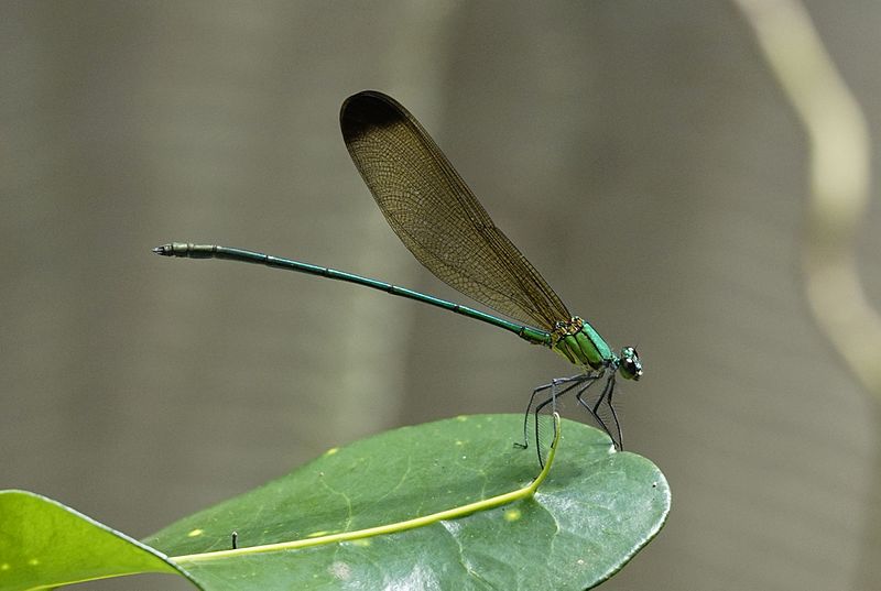 File:Vestalis apicalis 0819.jpg