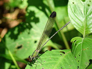 Black-tipped Forest Glory Vestalis apicalis, male