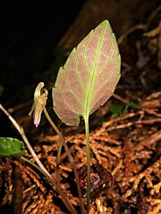 葉の裏面は紫色をおび、和名の由来となる。