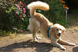 Dog displaying playful body language; note open mouth showing unclenched teeth, wagging tail, and play bow posture Vorderkoerpertiefstellung THWZ.jpg