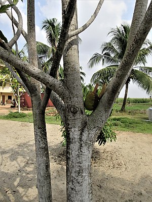 Arbre À Pain: Dénominations, Caractéristiques, Classification