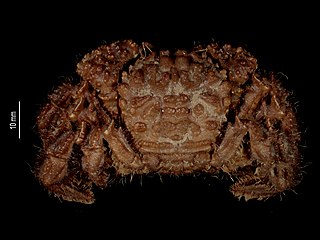 <i>Vultocinus</i> Genus of crabs