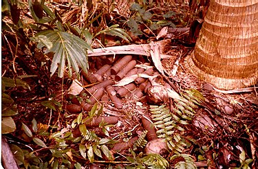 World War II military shells near Buin. WWII shells in south Bougainville.jpg