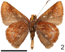 Wahydra graslieae Carneiro et al 2018 Fig 2.png