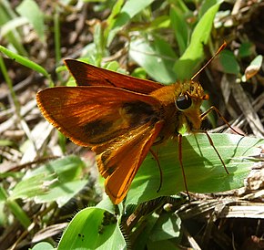 Описание изображения Wallengrenia ophites male.jpg.