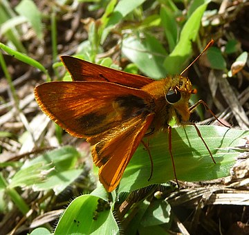 Wallengrenia ophites