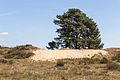 * Nomination Walk across the Hulshorsterzand/ Hulshorsterheide. Pinus sylvestris in shifting sand. --Famberhorst 17:13, 29 May 2017 (UTC) * Promotion Good quality. --Basotxerri 17:47, 29 May 2017 (UTC)