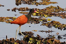 Якана червонолоба (Jacana jacana)