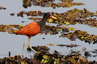 Leljacana in de Pantanal, Brazilië