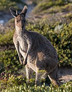 Western Grey Kangaroo, Dhilba Guuranda–Innes NP 20230208 3.jpg