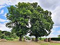 Döben, Linden am Schloss (2 westliche)