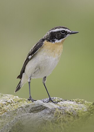 <span class="mw-page-title-main">Whinchat</span> Species of bird