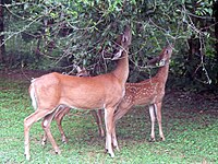 White-tailed deer (Odocoileus virginianus) grazing - 20050809.jpg