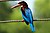 White-throated Kingfisher (Shankar).jpg