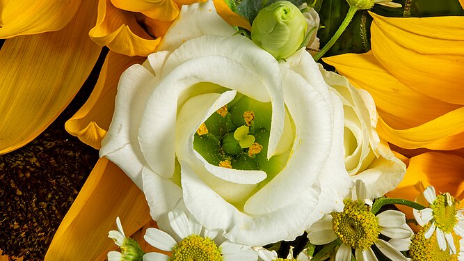 Focus stacked macro photo of a eustoma gandiflorum surrounded by sunflowers and daisies