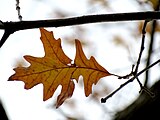 Quercus alba, or white oak.