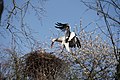 White stork coming back to nest