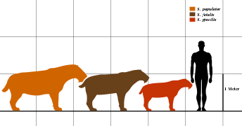 Tryjų smilidonų rūšių dydžio palyginimas su žmogumi