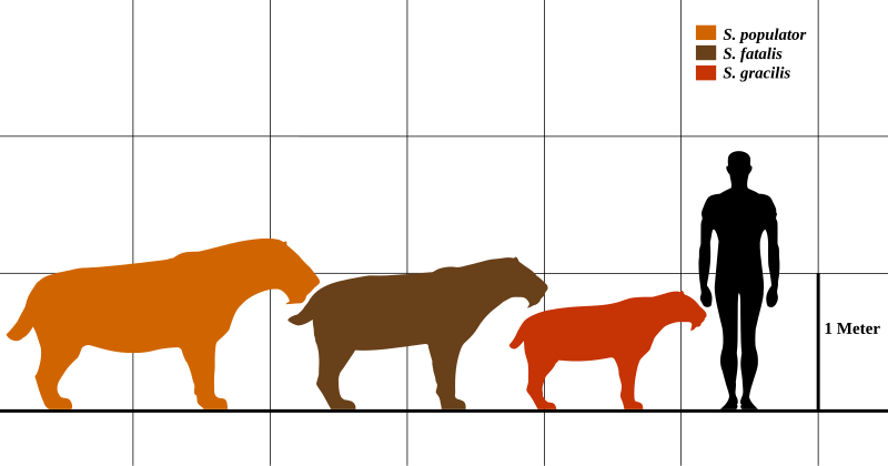 File:Wiki Smilodon Size.svg