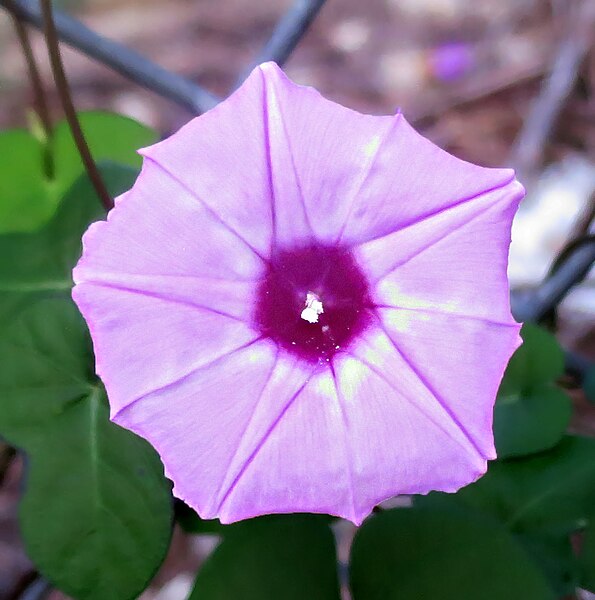 File:Wild Morning Glory -- Ipomoea cordatotriloba.jpg