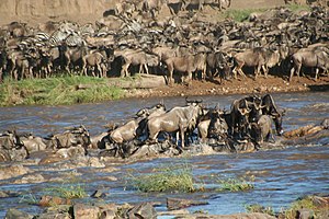 300px Wildebeest crossing river Stefan Swanepoel