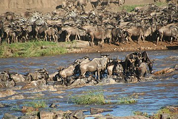 Wildebeest crossing river - Stefan Swanepoel.jpg