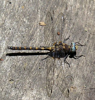 <i>Williamsonia lintneri</i> Species of dragonfly