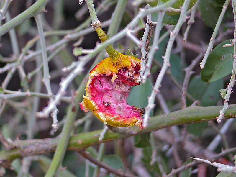 File:Woolly Caper Bush (Capparis tomentosa) edible (!) fruit (12818945564).jpg