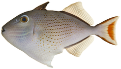 The Oriental flying gurnard has large pectoral fins with eye spots which it displays to scare predators.