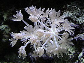 Xenia sp.